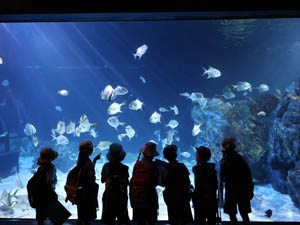 JPA Image Gallery - Jay Pritzker Academy, Siem Reap, Cambodia